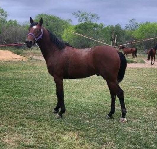 ARABIAN HORSES FOR SALE, SAN ANTONIO TEXAS AREA